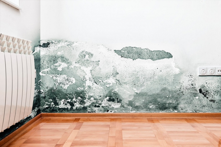 Como remover manchas de humidade/bolores da parede ou tetos?
